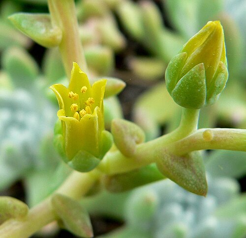 Greene's liveforever: Photo of Dudleya greenei at the University of California Botanical Garden