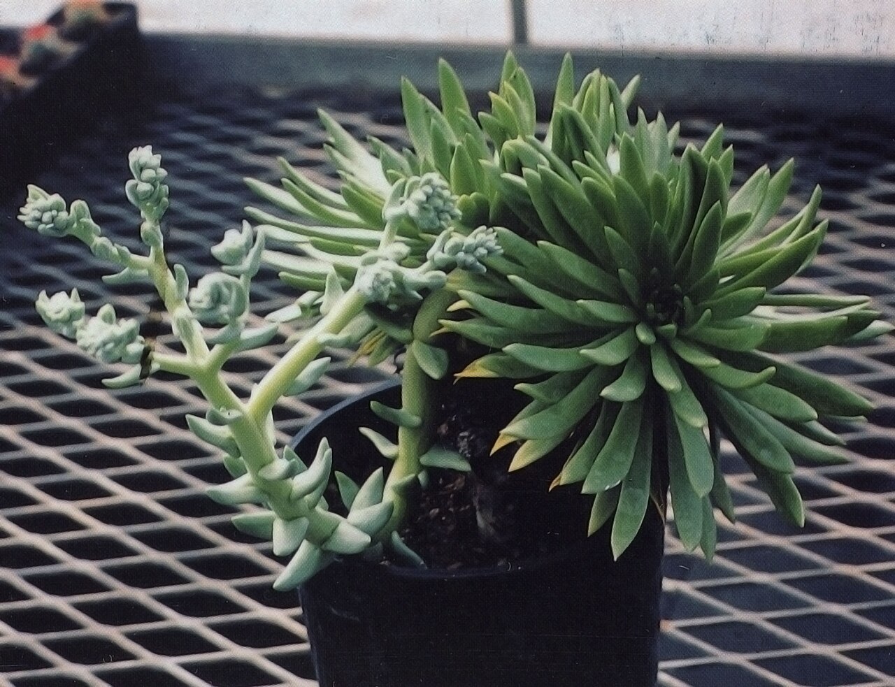 Guadalupe liveforever: Dudleya guadalupensis at the Rancho Santa Ana Botanical Garden