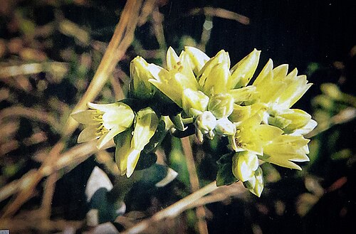 Guadalupe liveforever: The flowers of Dudleya guadalupensis
