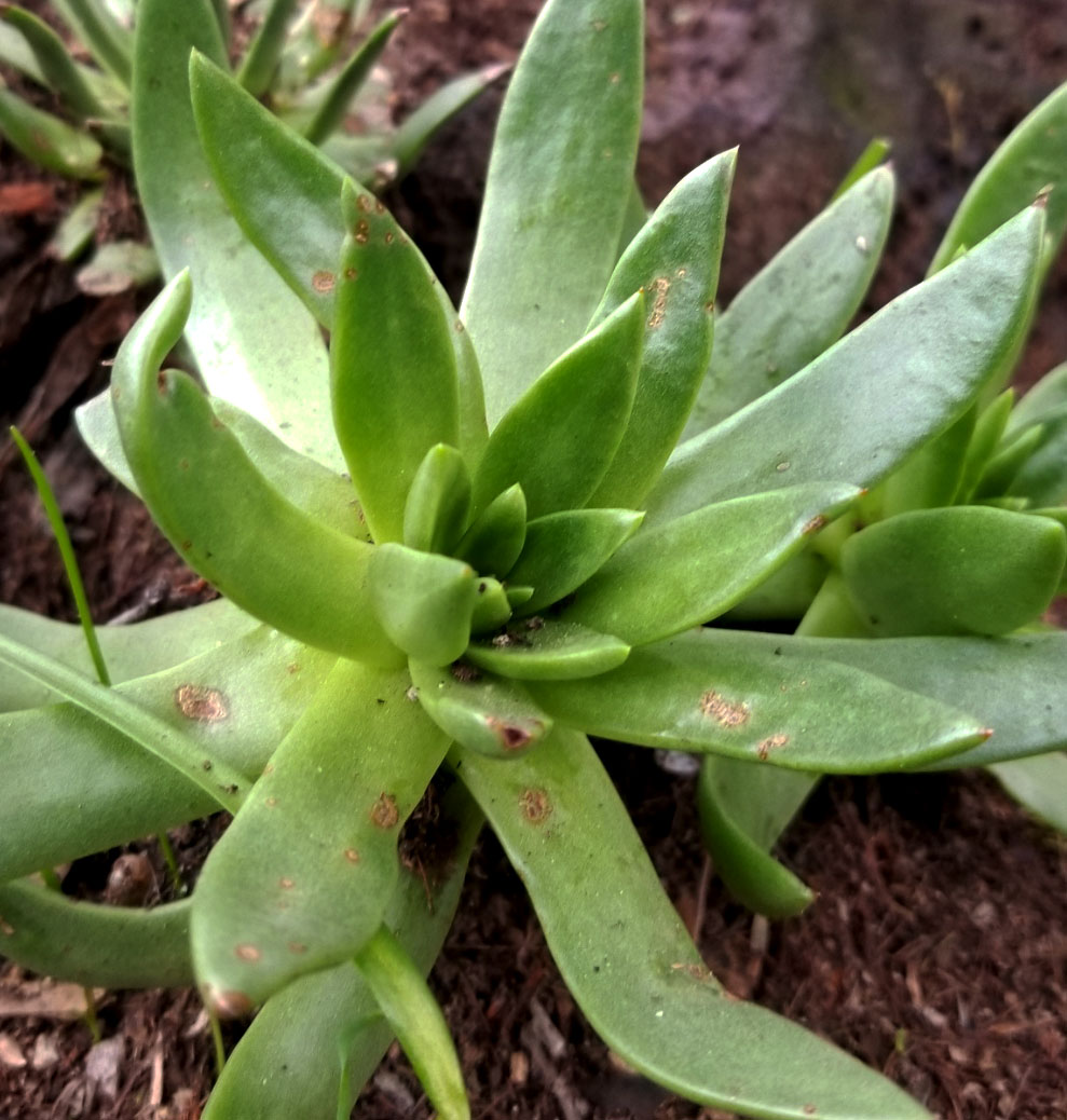 Guadalupe liveforever: Dudleya guadalupensis at the Huntington Library