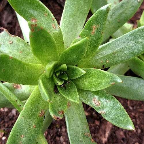 Guadalupe liveforever: Dudleya guadalupensis at the Huntington Library