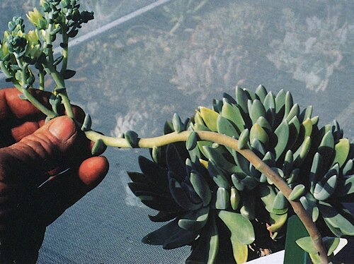 Guadalupe liveforever: Dudleya guadalupensis at the Huntington Botanic Garden