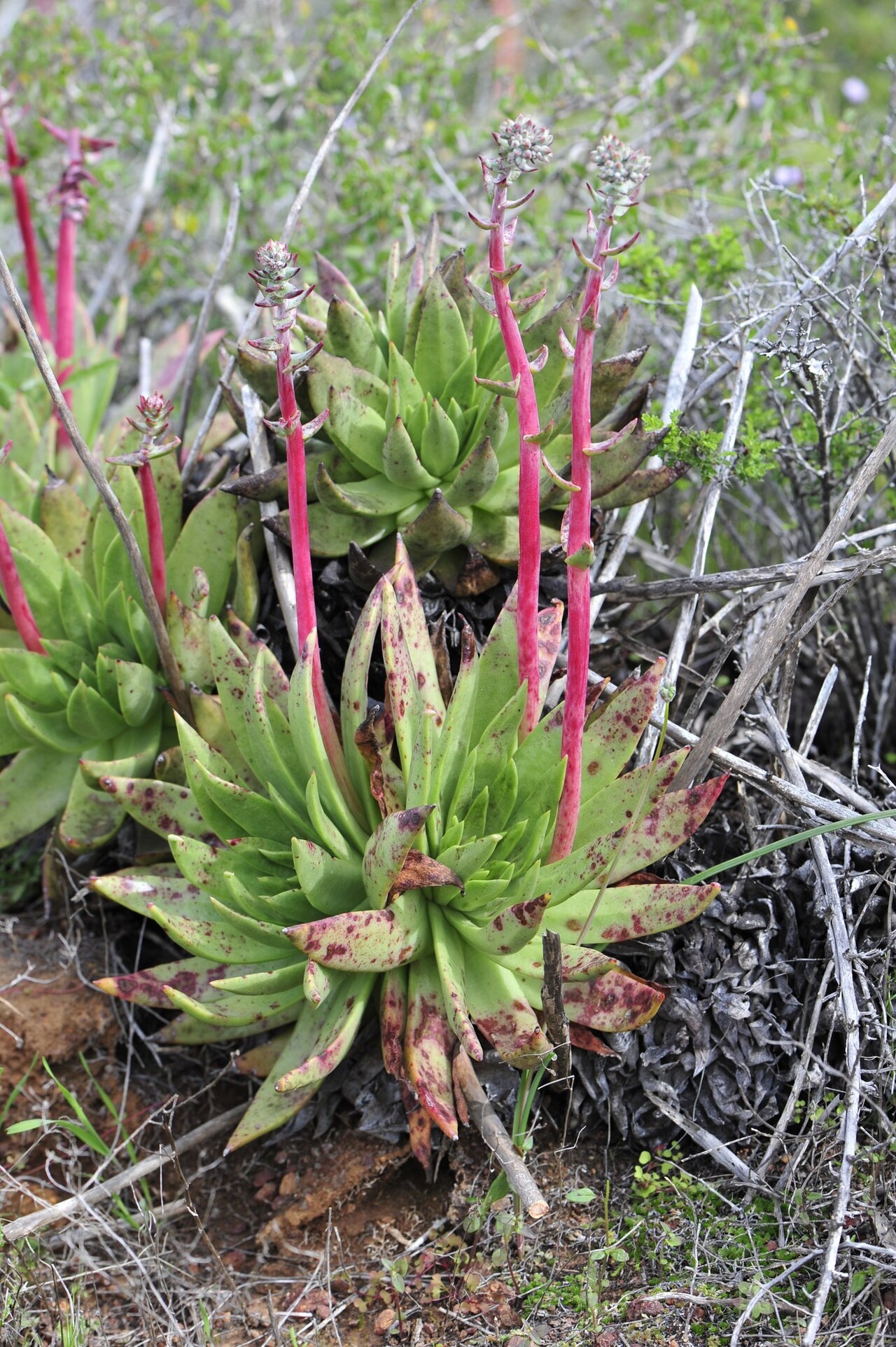 Dudleya ingens: Rock liveforever