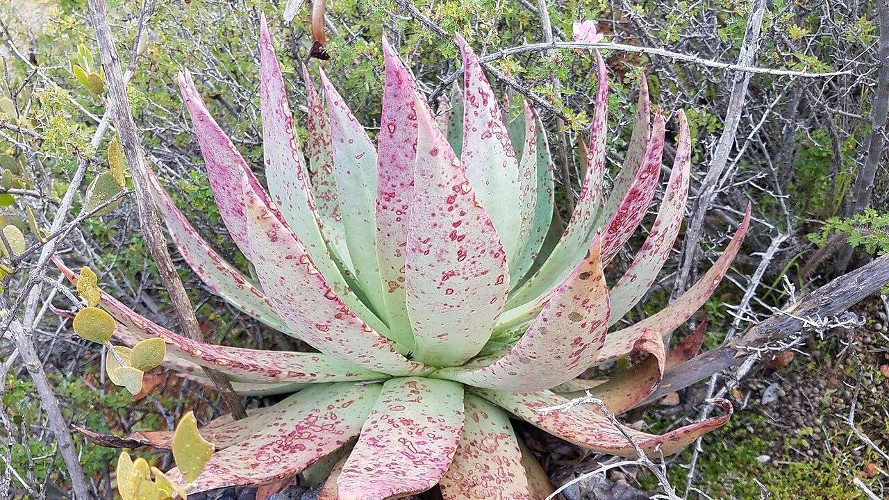 Dudleya ingens: Photo of Dudleya ingens uploaded from iNaturalist .