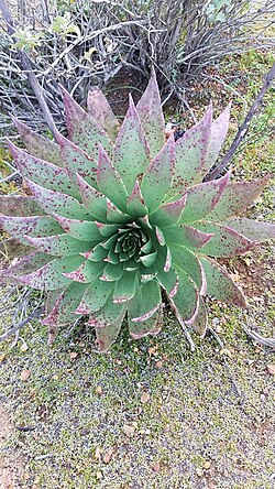 Dudleya ingens: Photo of Dudleya ingens uploaded from iNaturalist .