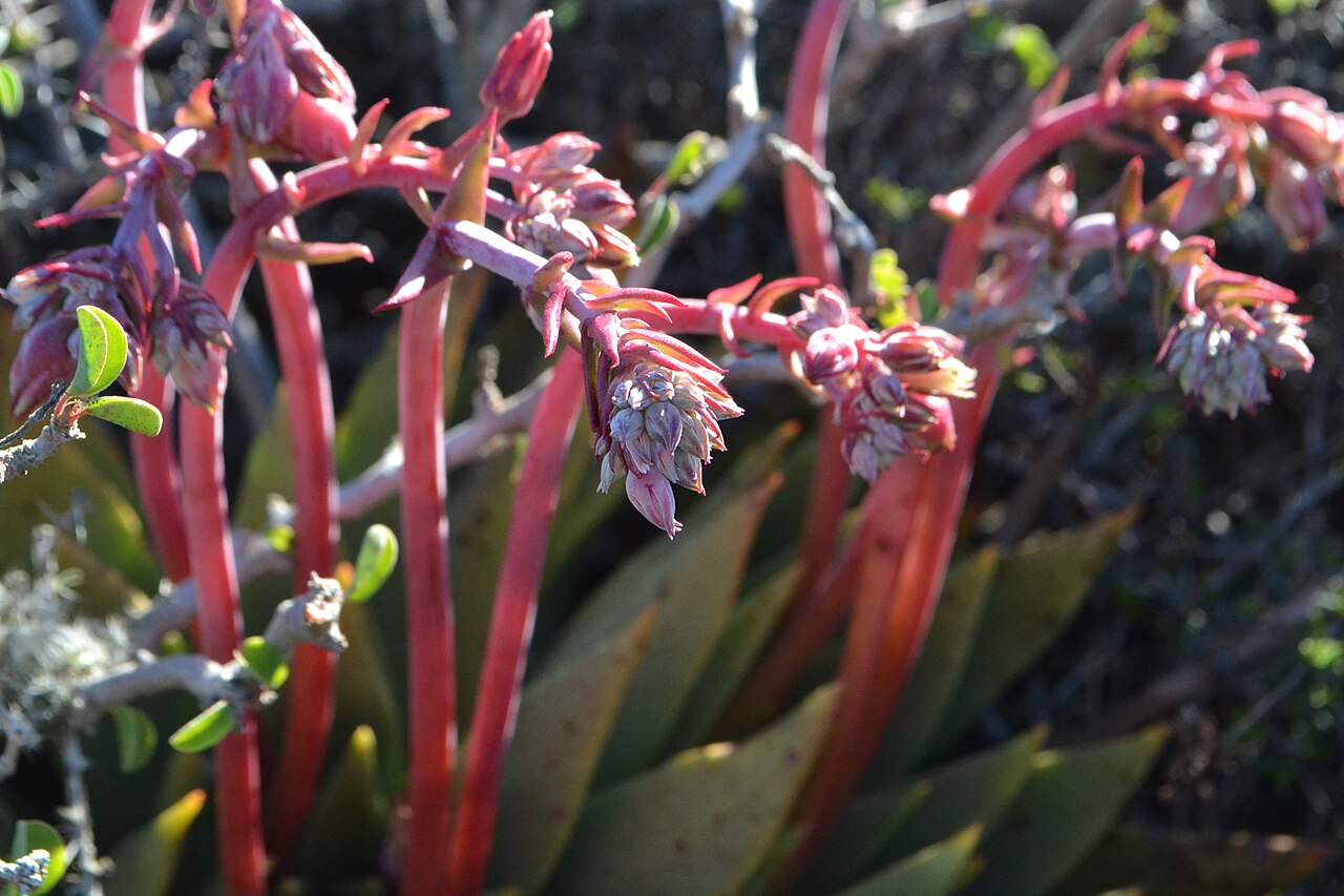 Dudleya ingens: Dudleya albiflora budding flowers in Baja California