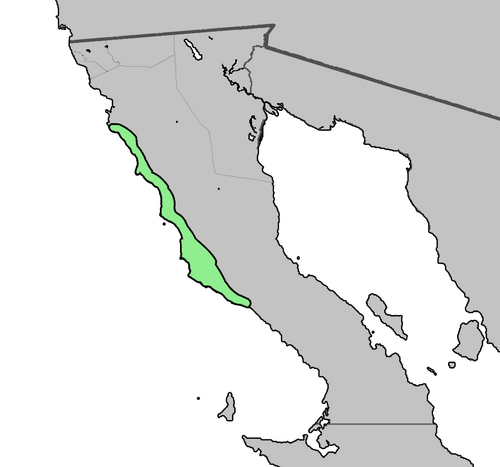 Dudleya ingens: Range map of Dudleya ingens (red) and Dudleya viridicata
