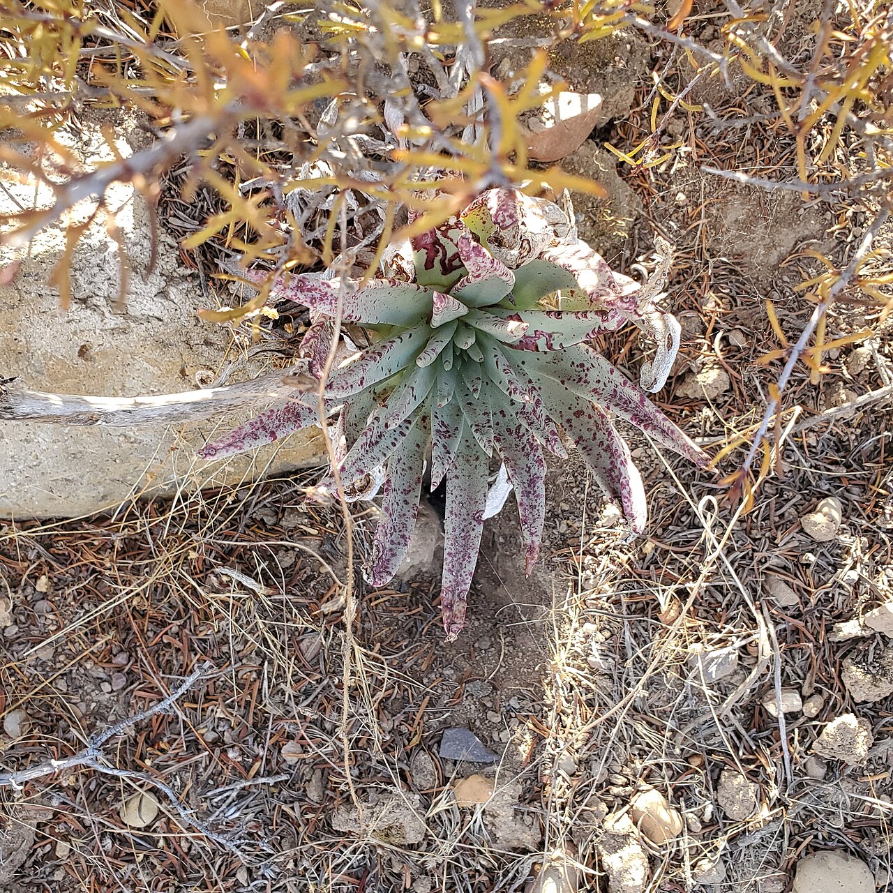 Dudleya ingens: Rock liveforever