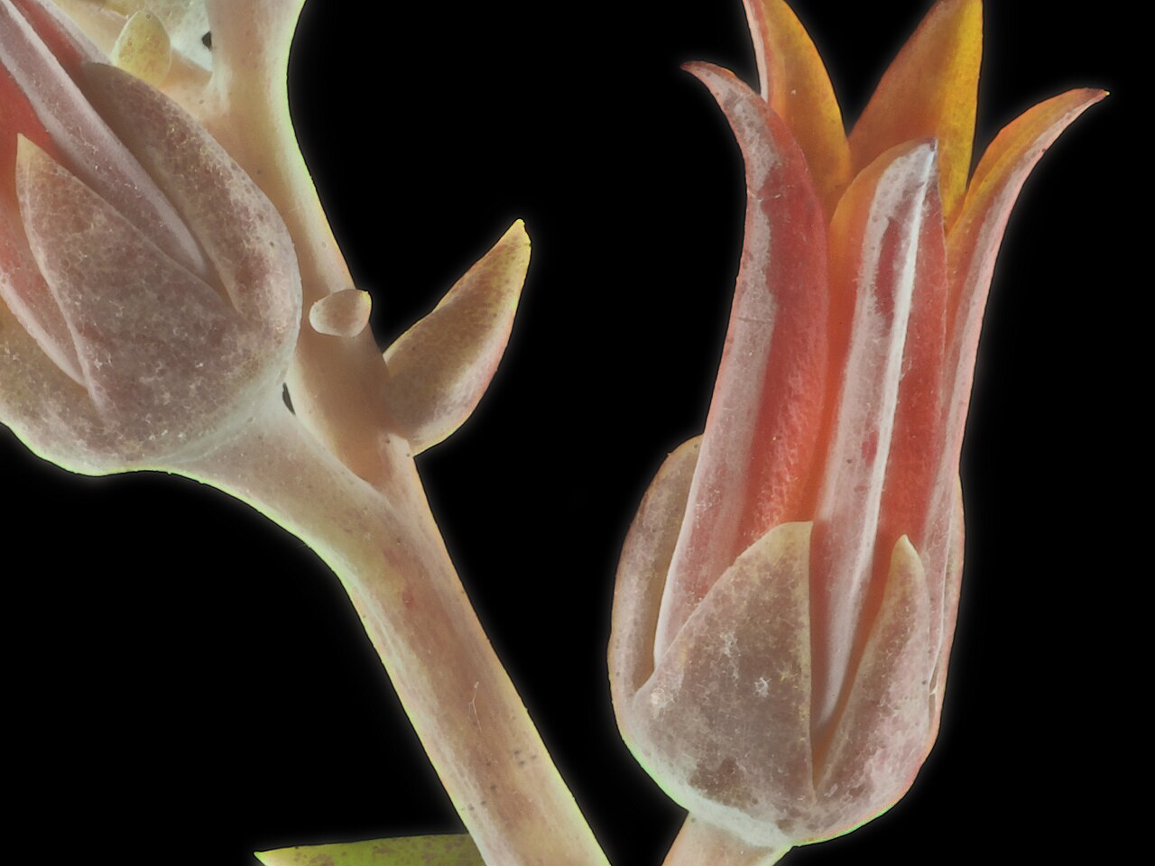 Lanceleaf liveforever: Dudleya lanceolata—desert savior. Also called lance-leaved dudleya or Southern California live forever, but I prefer W. L. Jepson's name. As he explained in "Th