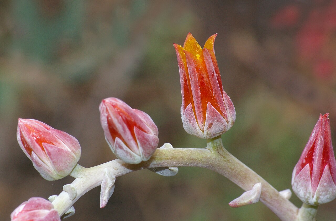 Lanceleaf liveforever: CALIFORNIA - FLOWERS of San Luis Obispo Co