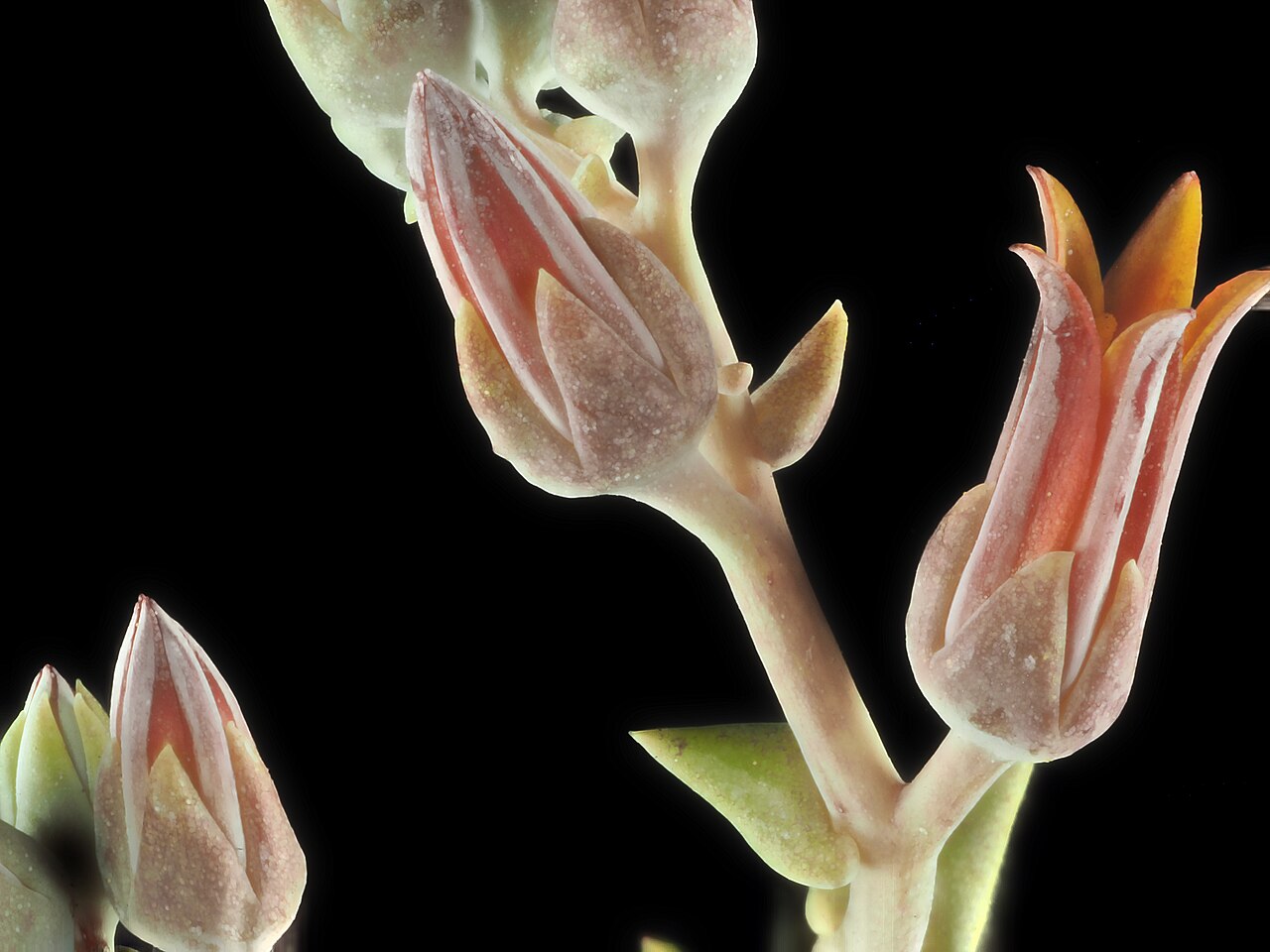 Lanceleaf liveforever: Dudleya lanceolata—desert savior. Also called lance-leaved dudleya or Southern California live forever, but I prefer W. L. Jepson's name. As he explained in "Th