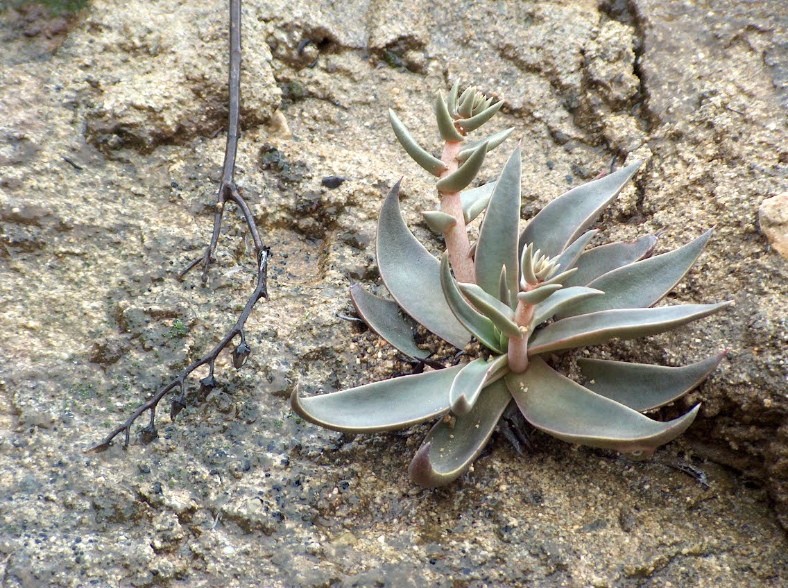 Lanceleaf liveforever: Dudleya lanceolata — lanceleaf liveforever; rosette and inflorescence. On the Calabasas Peak Trail, Santa Monica Mountains . Santa Monica Mountains National Rec