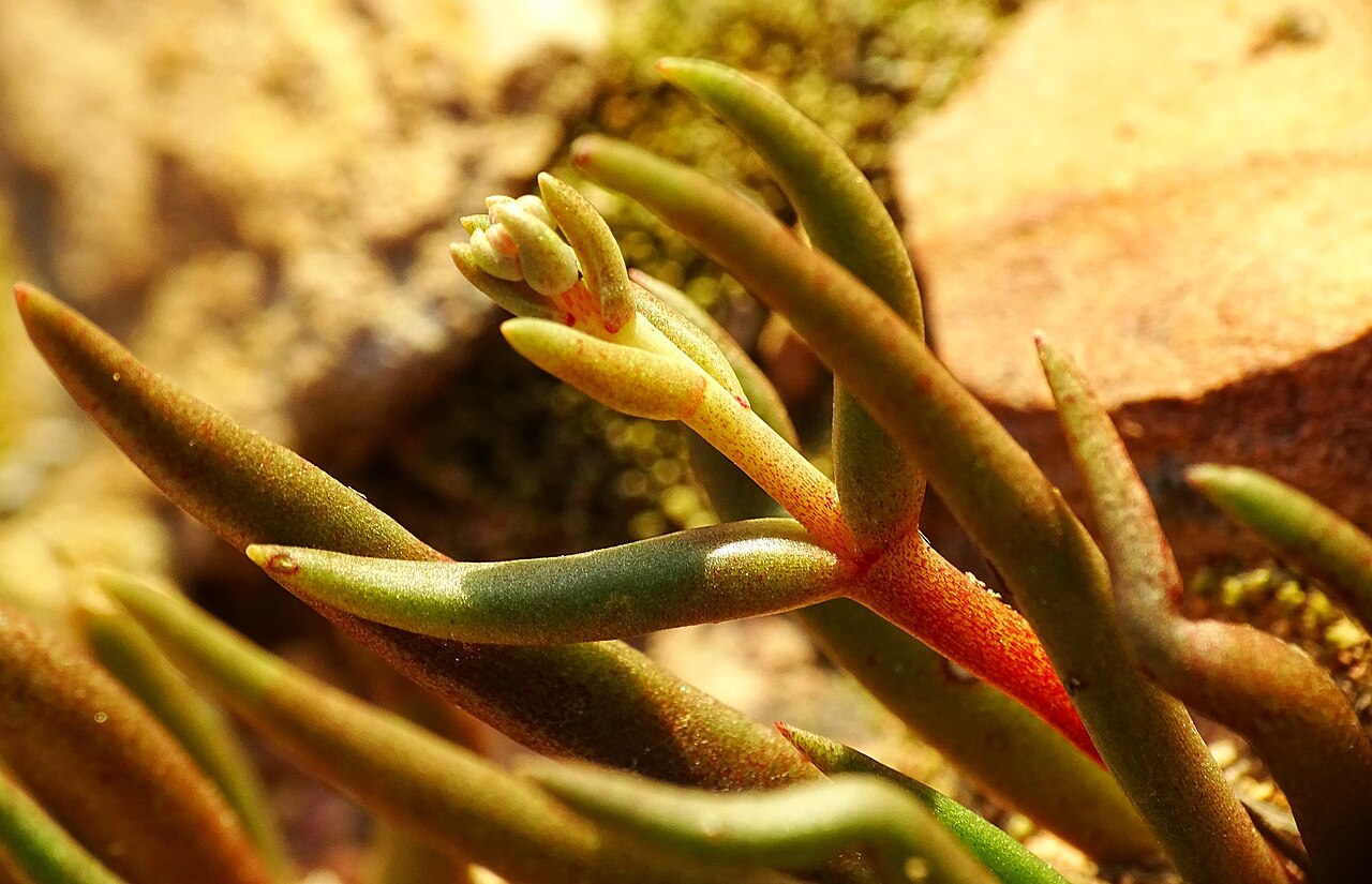 Manystem liveforever: Photo of many-stemmed dudleya uploaded from iNaturalist .