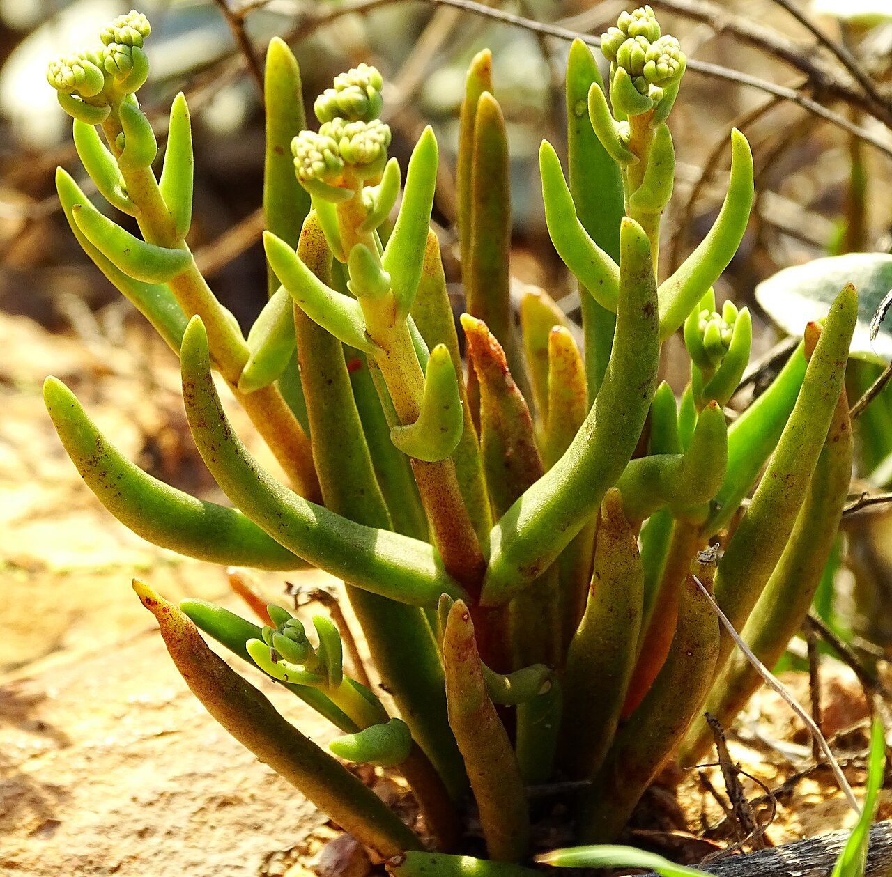 Manystem liveforever: Photo of many-stemmed dudleya uploaded from iNaturalist .