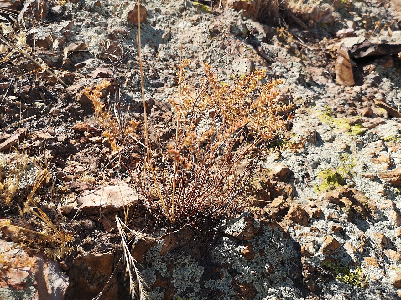 Manystem liveforever: many-stemmed dudleya
