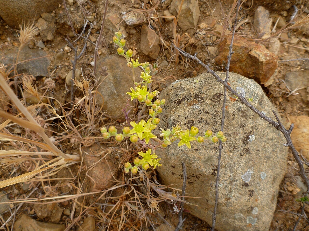 Manystem liveforever: Dudleya multicaulis on East Ridge