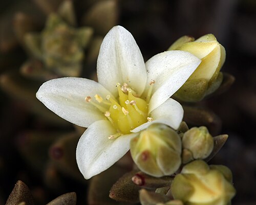 Dudleya: Santa Cruz Island dudleya ( Dudleya nesiotica ) in the United States