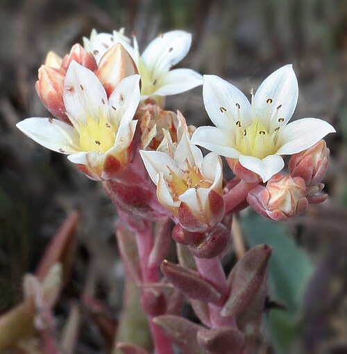 Dudleya: Dudleya nesiotica