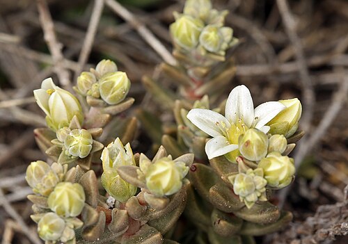 Dudleya: Santa Cruz Island dudleya ( Dudleya nesiotica ) in the United States