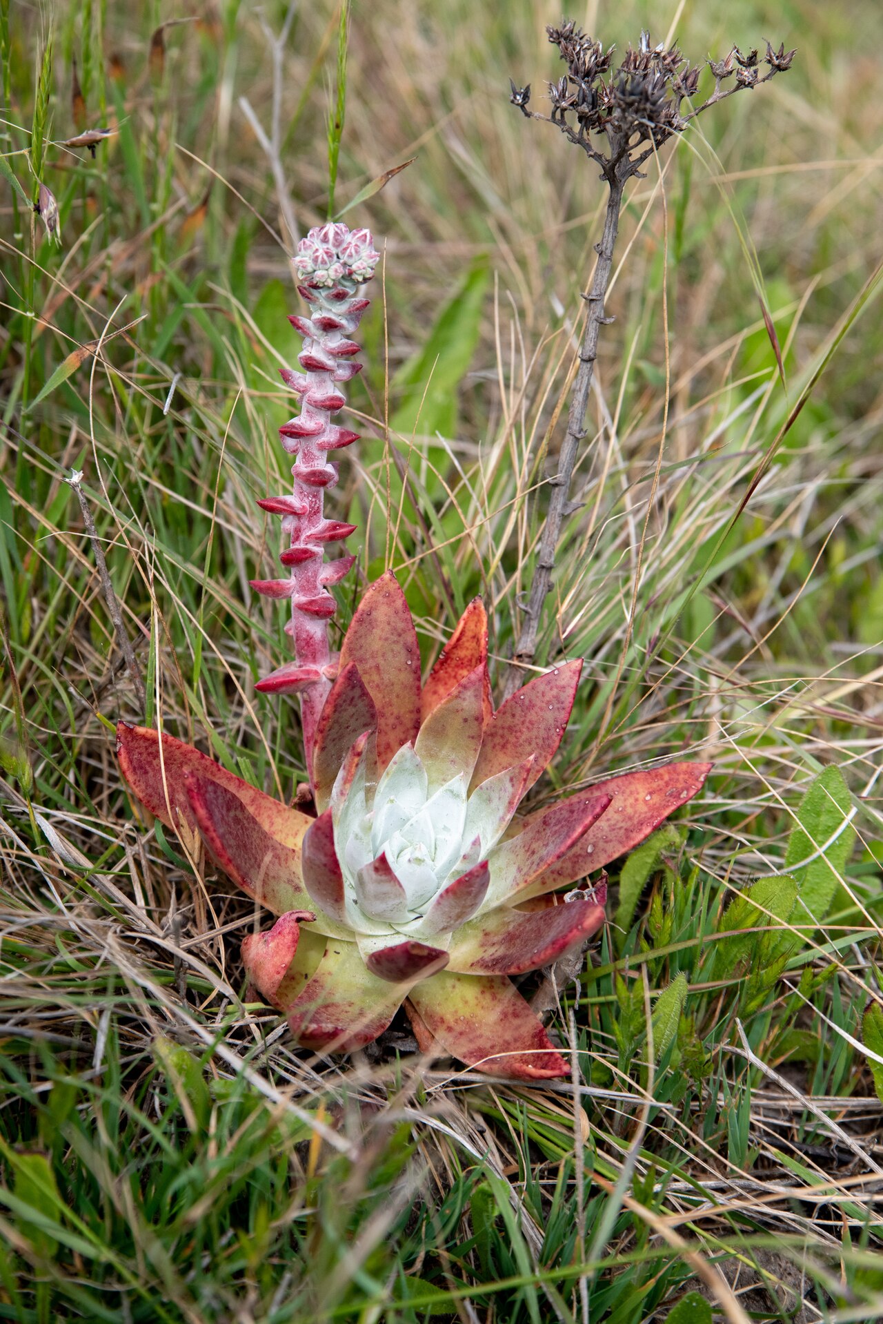 Palmer's liveforever: Palmer's dudleya