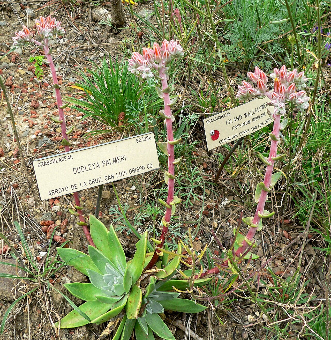 Palmer's liveforever: Photo of Dudleya palmeri at the University of California Botanical Garden
