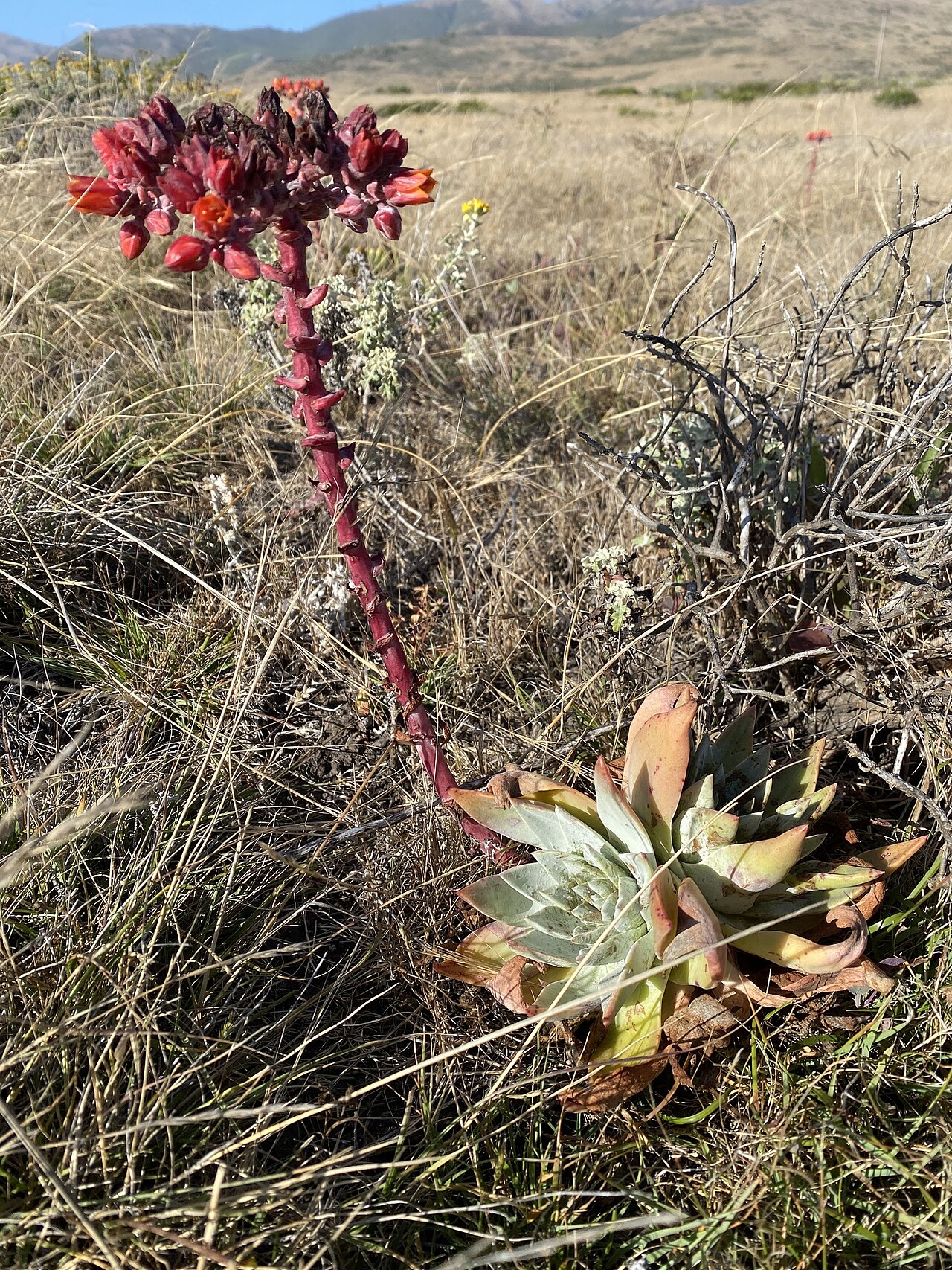 Palmer's liveforever: Palmer's dudleya