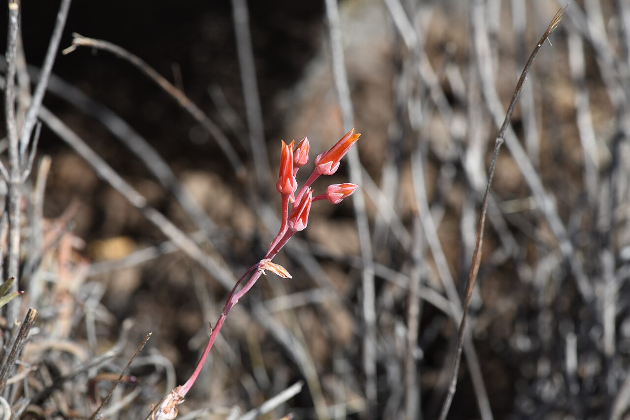 Few-flower liveforever: Few-Flower Liveforever