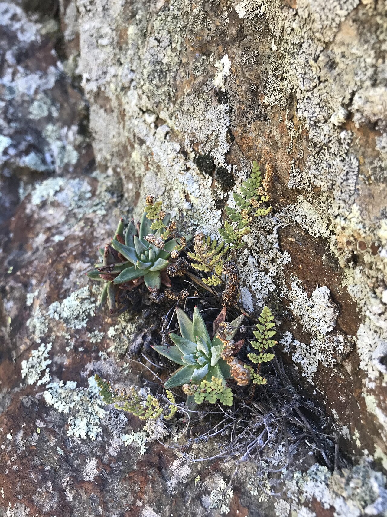 Few-flower liveforever: Photo of Dudleya pauciflora uploaded from iNaturalist .