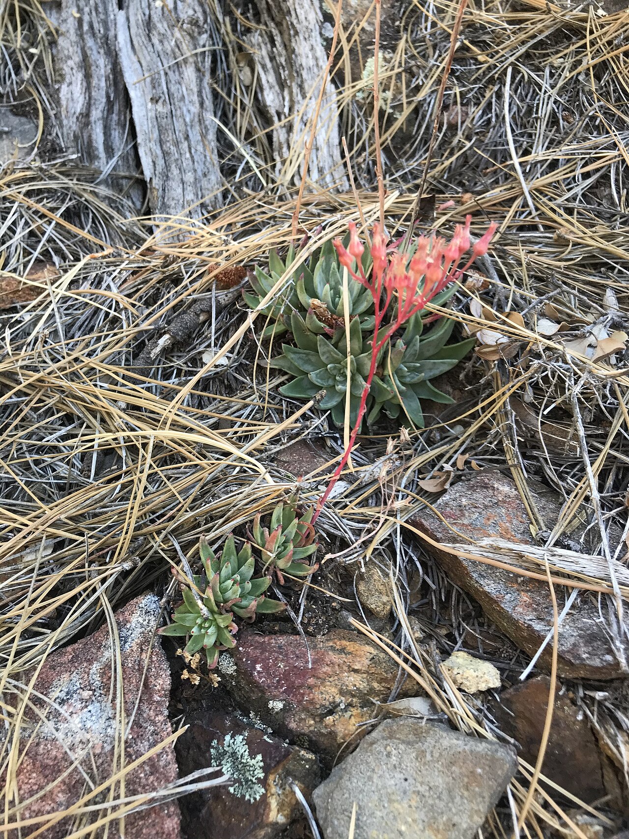 Few-flower liveforever: Photo of Dudleya pauciflora uploaded from iNaturalist .