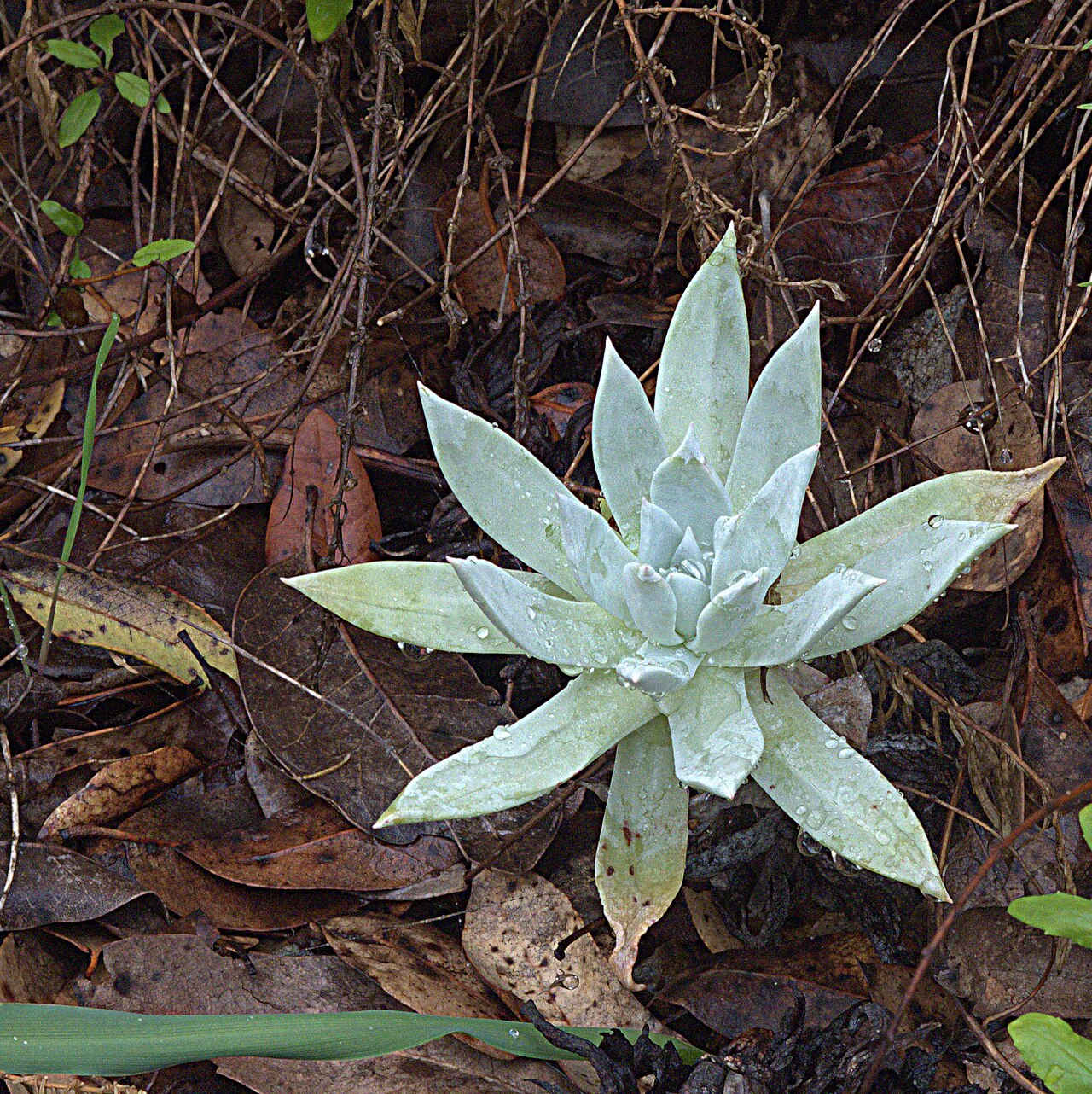 Santa Barbara Island liveforever: Dudleya traskiae—Santa Barbara Island dudleya. included in the CNPS Inventory of Rare and Endangered Plants on list 1B.2 (rare, threatened, or endangered in CA