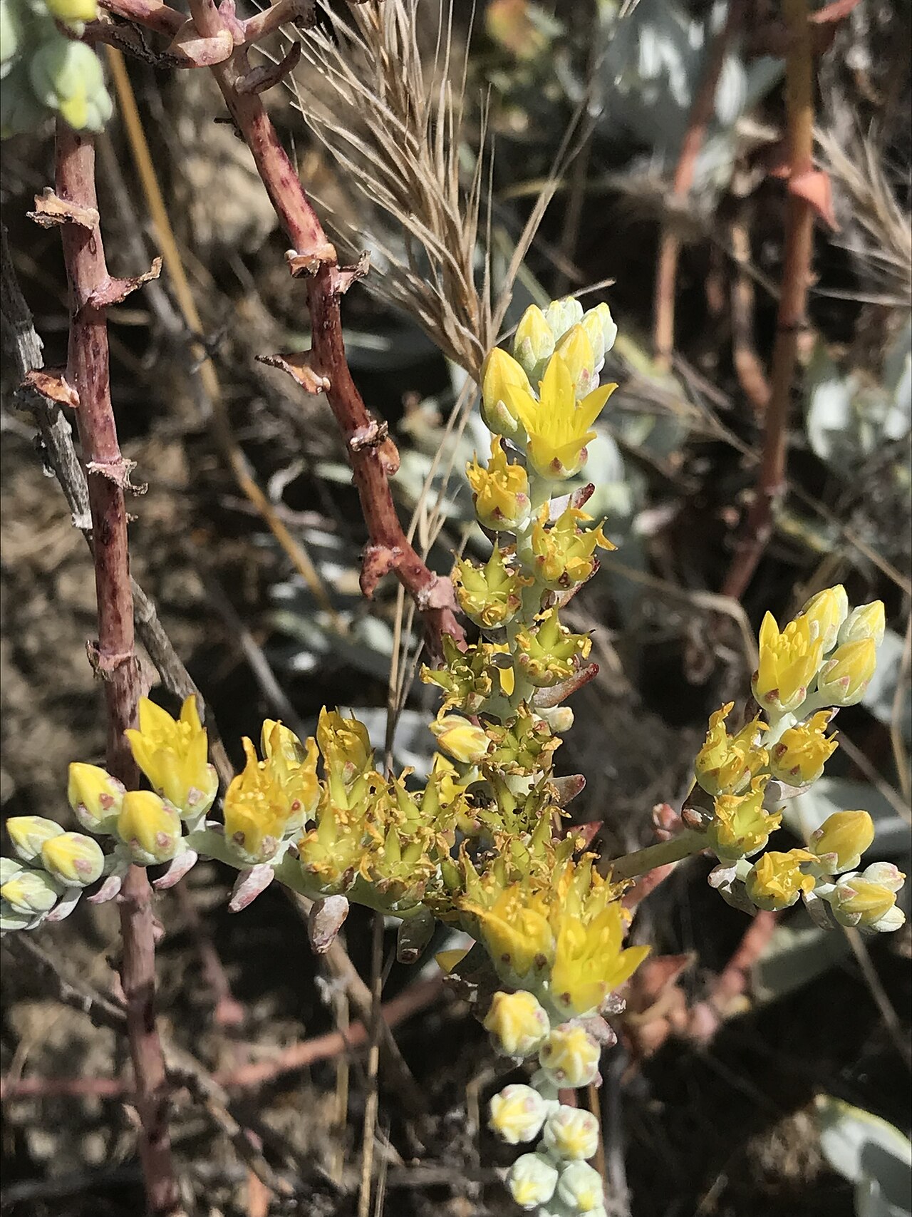 Santa Barbara Island liveforever: Santa Barbara Island Dudleya