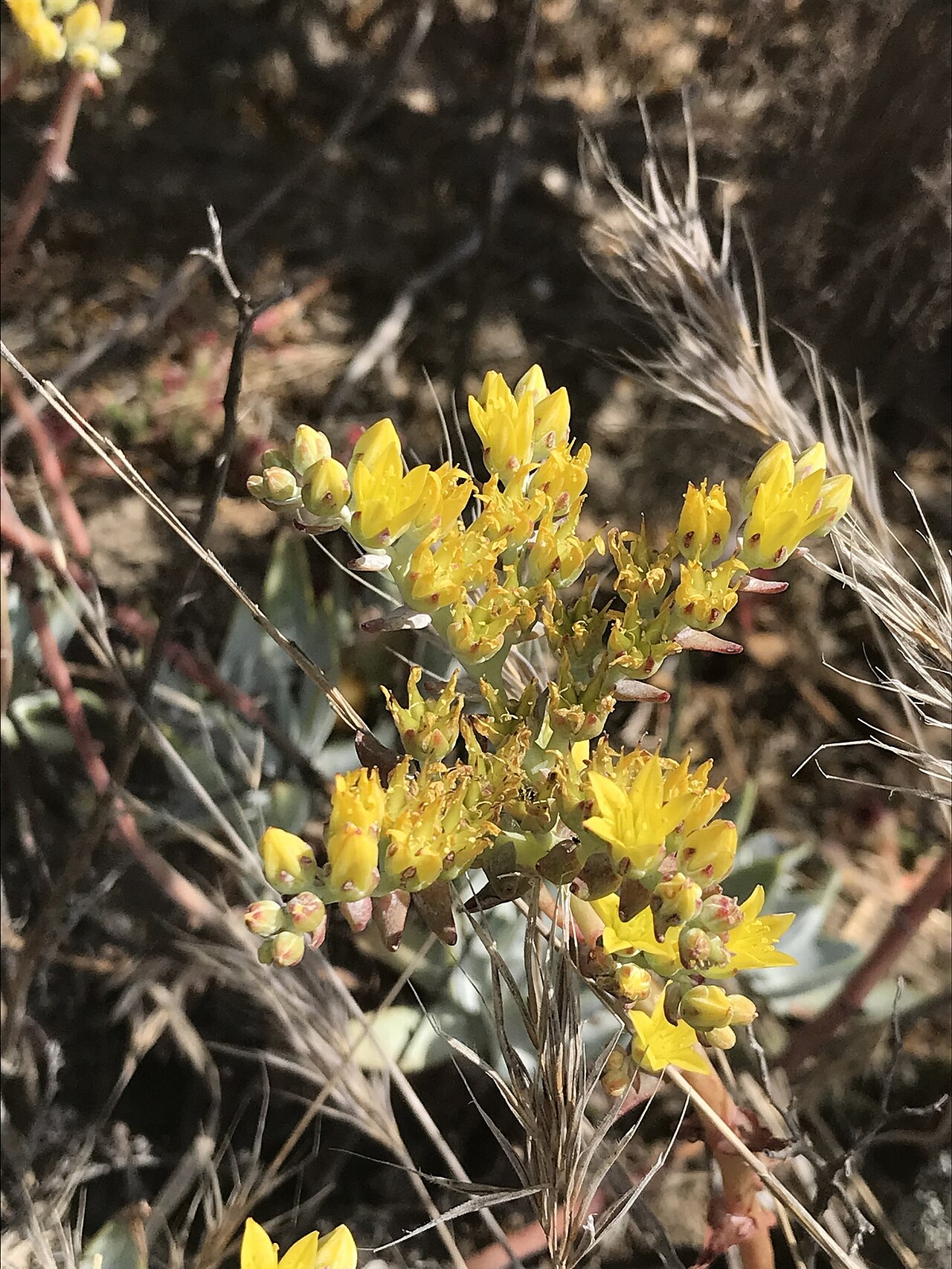 Santa Barbara Island liveforever: Santa Barbara Island Dudleya