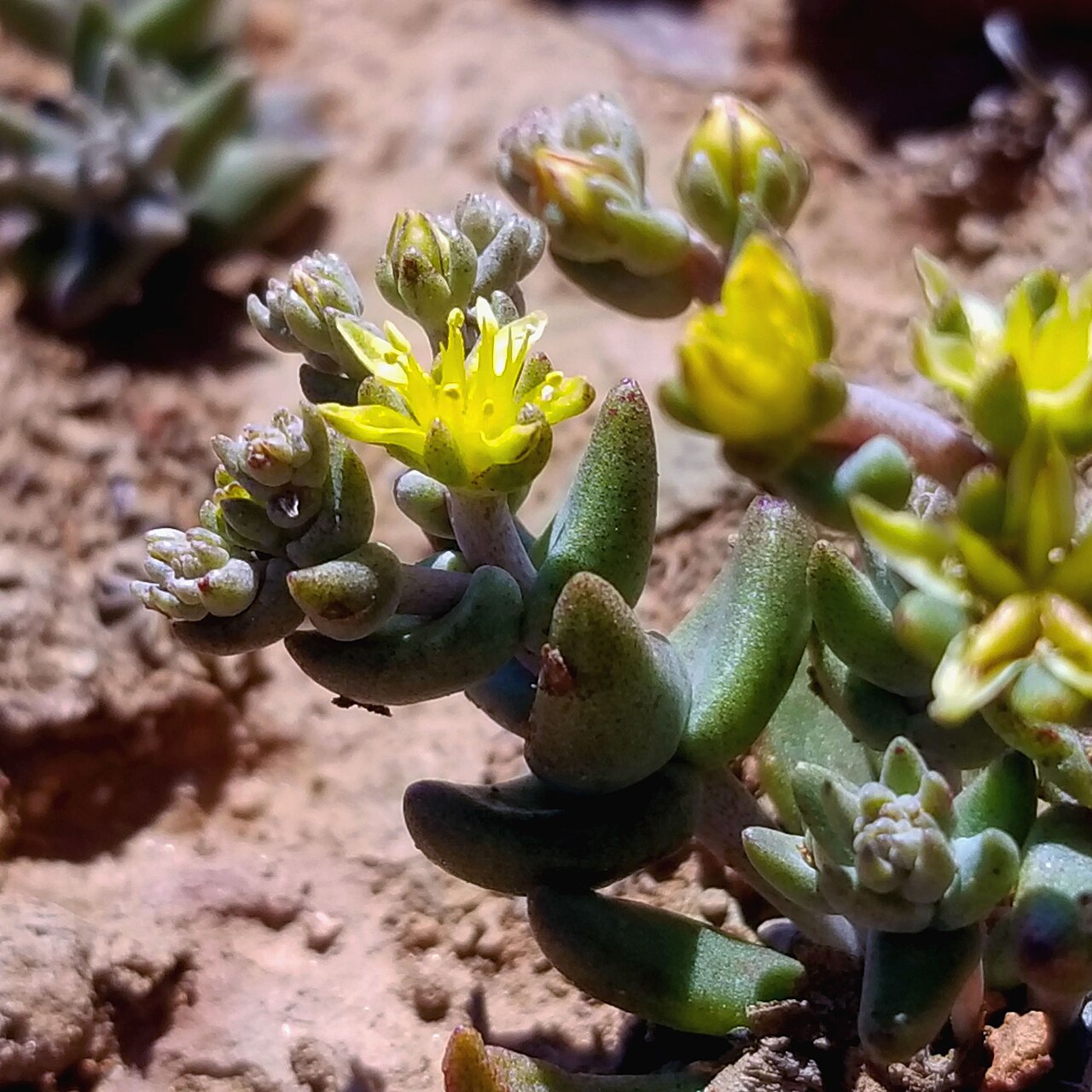 Variegated liveforever: Dudleya variegata flowering