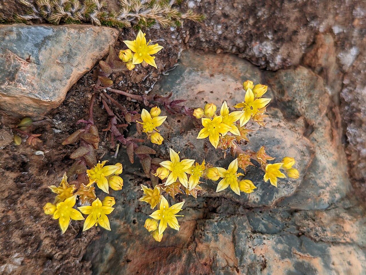 Variegated liveforever: variegated liveforever