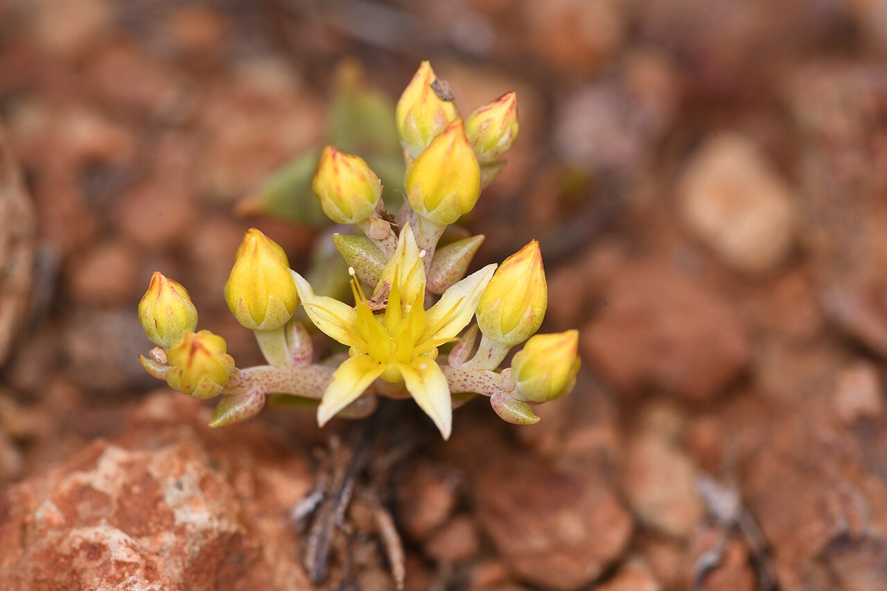 Variegated liveforever: variegated liveforever
