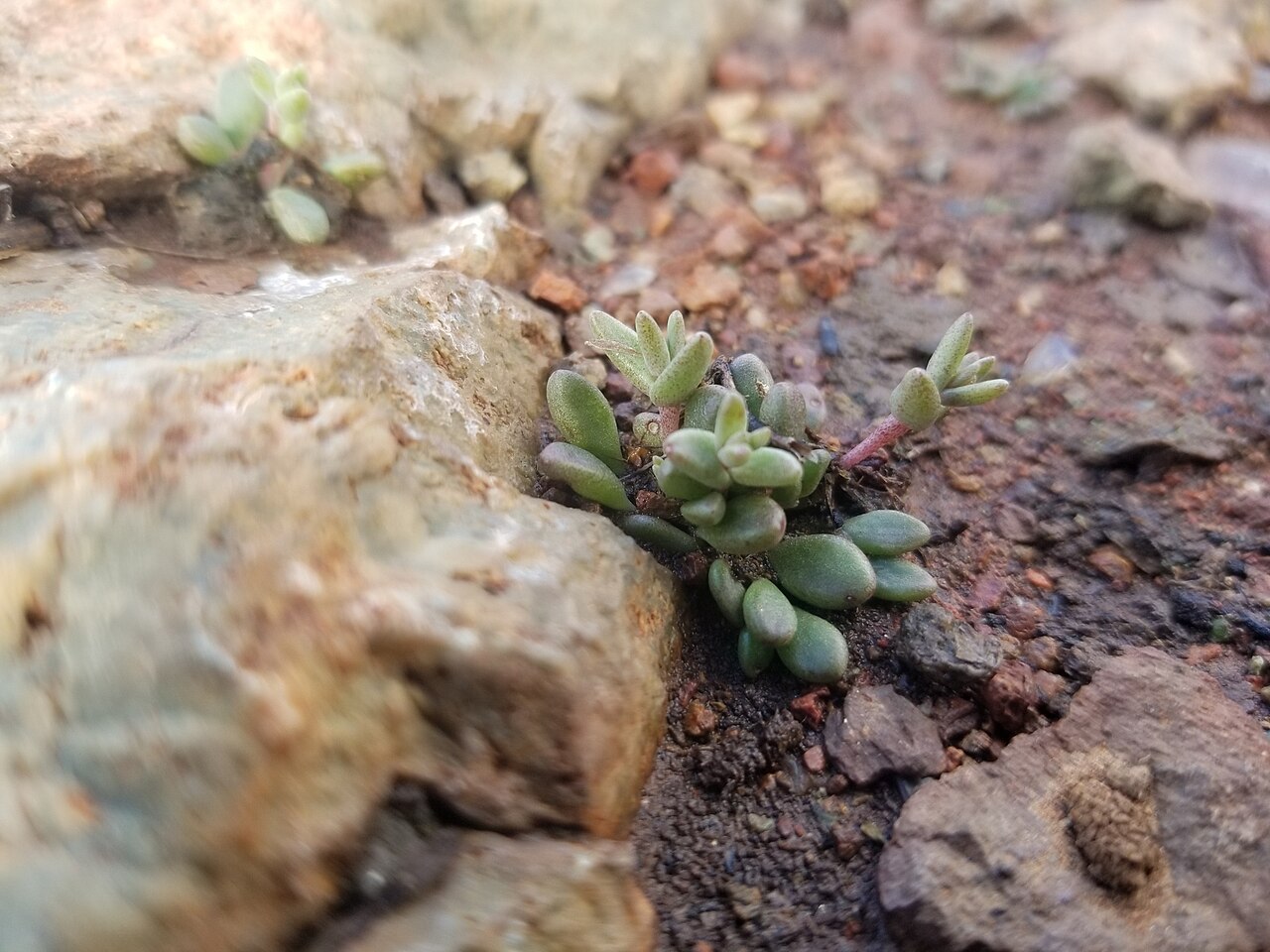 Variegated liveforever: variegated liveforever