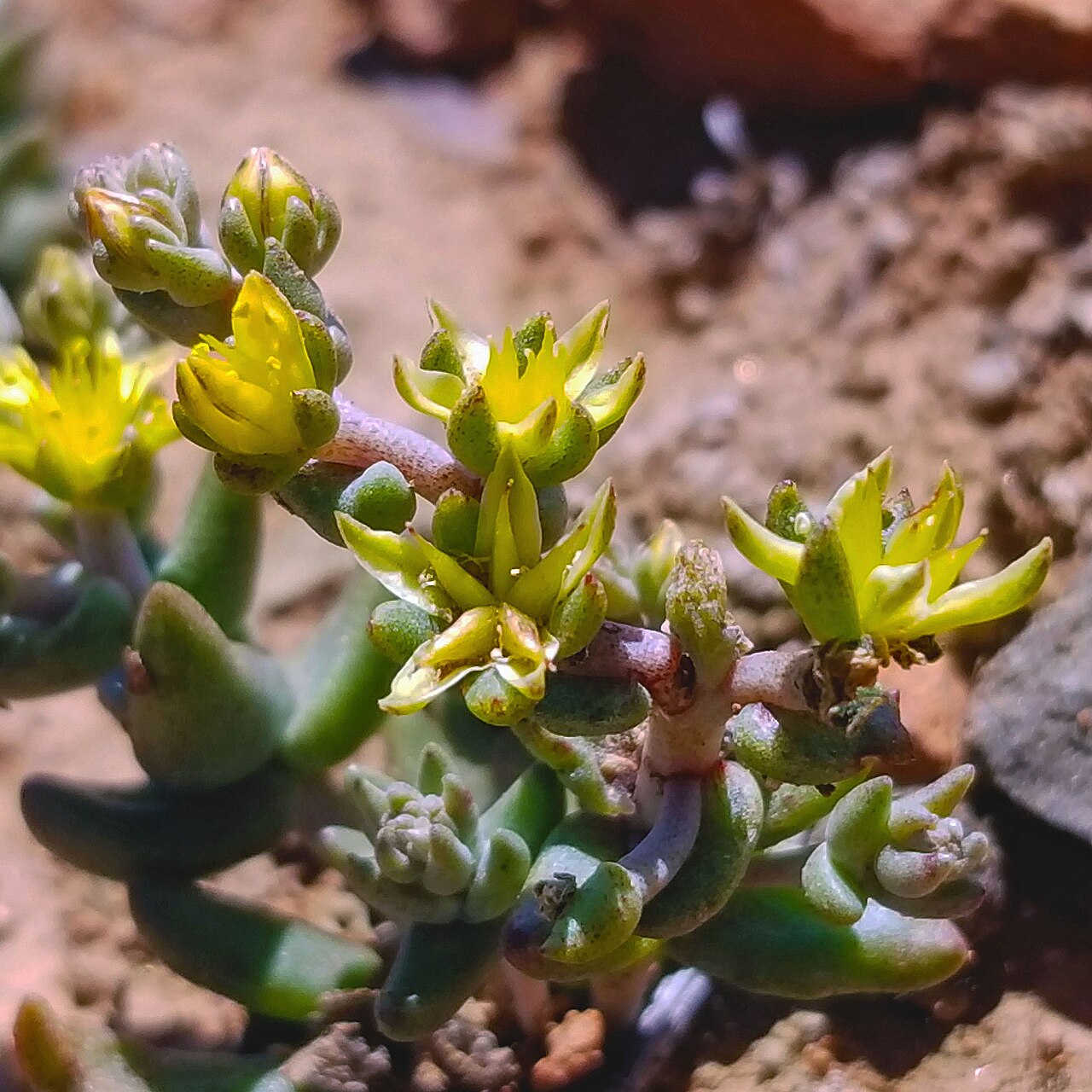Variegated liveforever: Dudleya variegata flowering
