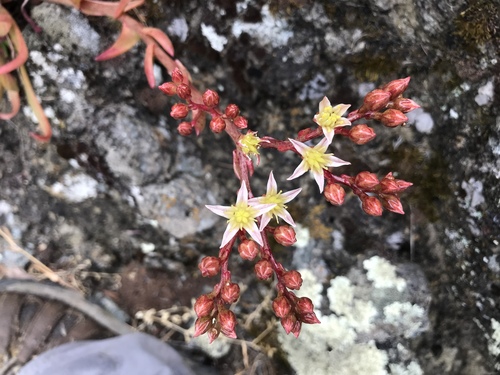 Bright green dudleya (Dudleya virens)