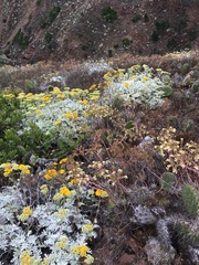 Bright green dudleya (Dudleya virens)