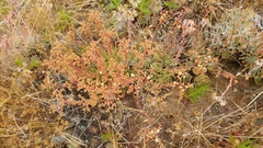 Bright green dudleya (Dudleya virens)