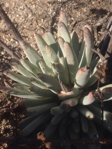 Bright green dudleya (Dudleya virens)