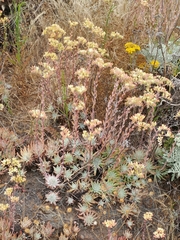 Bright green dudleya (Dudleya virens)