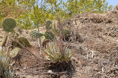 Bright green dudleya (Dudleya virens)