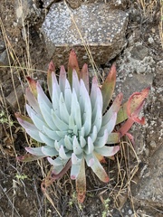 Bright green dudleya (Dudleya virens)