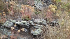 Bright green dudleya (Dudleya virens)