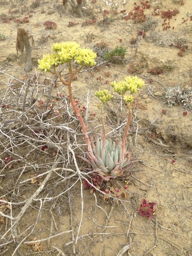 Bright green dudleya (Dudleya virens)