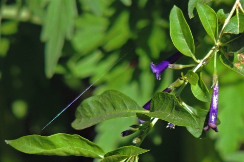 Dunalia brachyacantha (Dunalia brachyacantha)