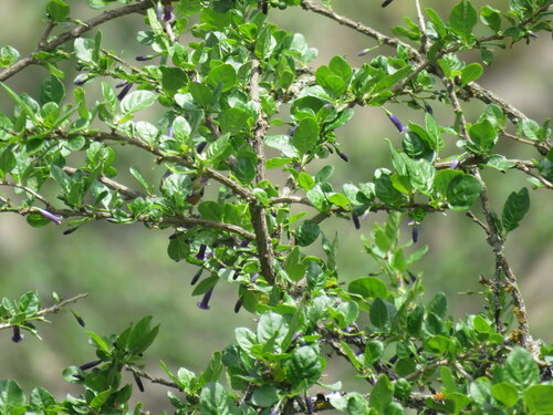 Dunalia brachyacantha (Dunalia brachyacantha)