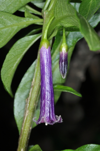 Dunalia brachyacantha (Dunalia brachyacantha)