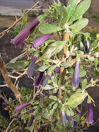Dunalia spinosa: A thorny shrub from near the town of Chachas in southern Peru. In context at www.dixpix.ca/sth_cordillera/flora/spuds/index.html